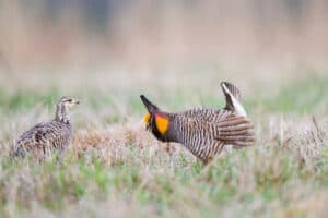 A male greater prairie displaying for a female on lek or booming ground