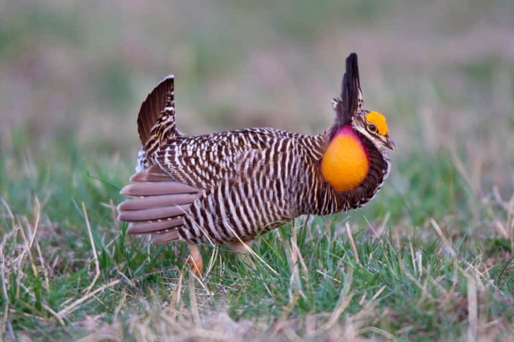 Greater Prairie Chicken male displaying on lek