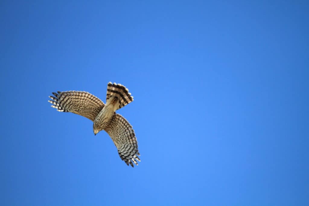 Sharp-shinned hawk flying against a cloudless blue sky