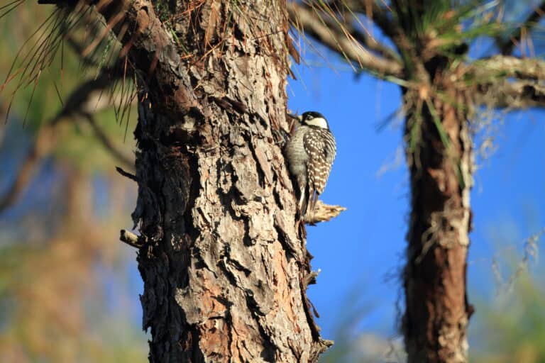 Red-cockaded Woodpecker