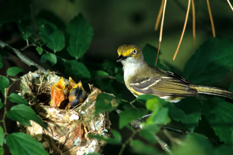 White-Eyed Vireo sits on a branch next to its nest filled with hungry chicks