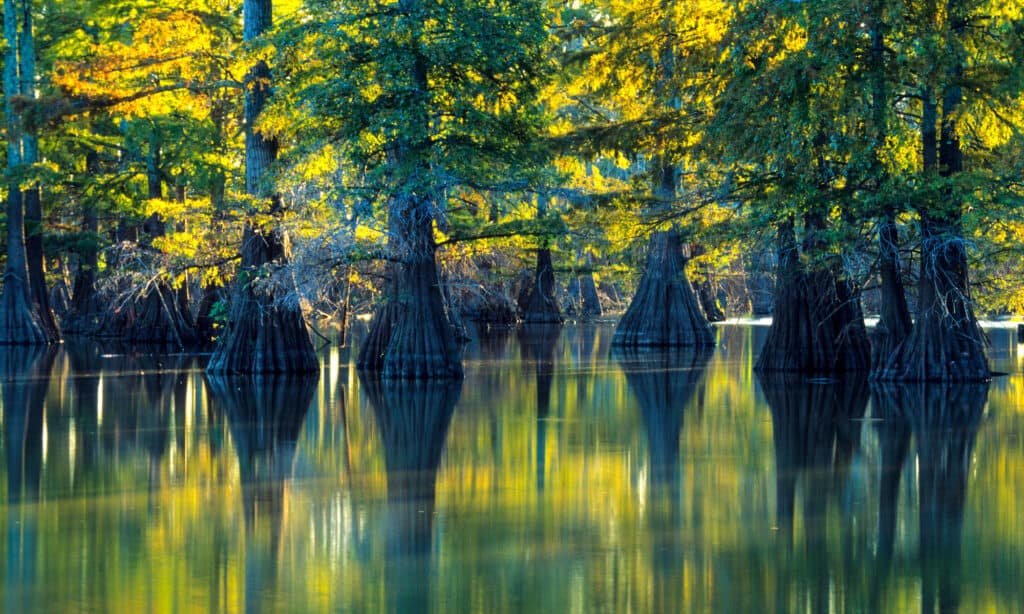 types of cypress trees