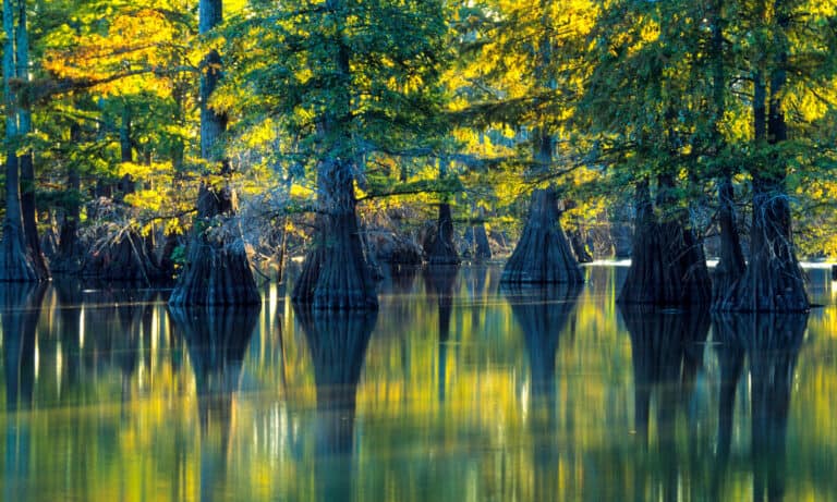 Horseshoe Lake State Park Illinois