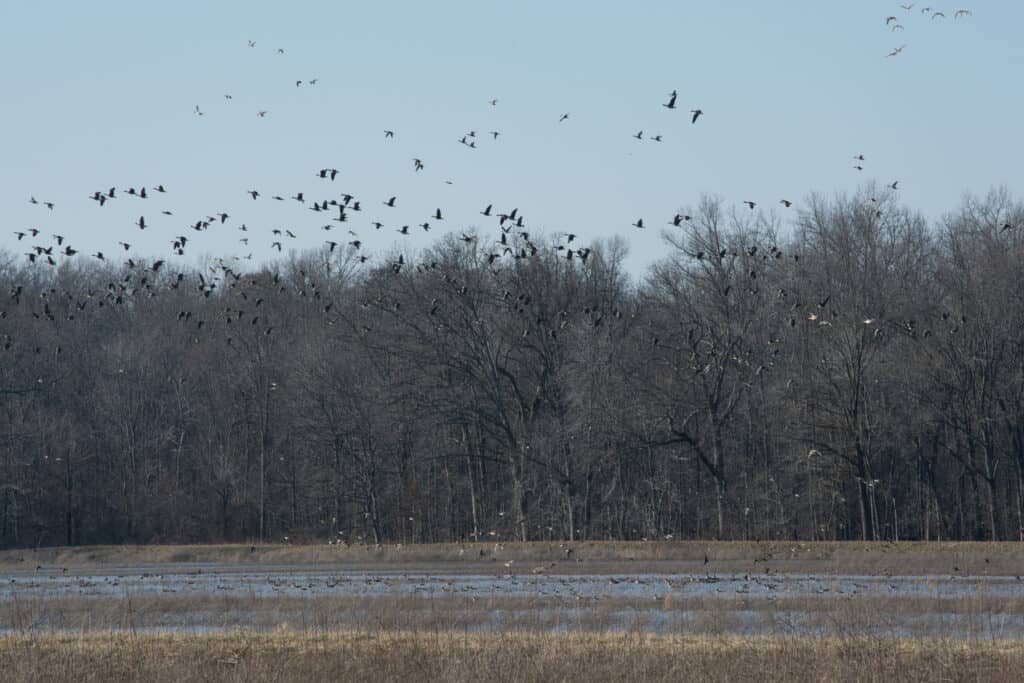 Birds flying through the air in a Missouri refuge