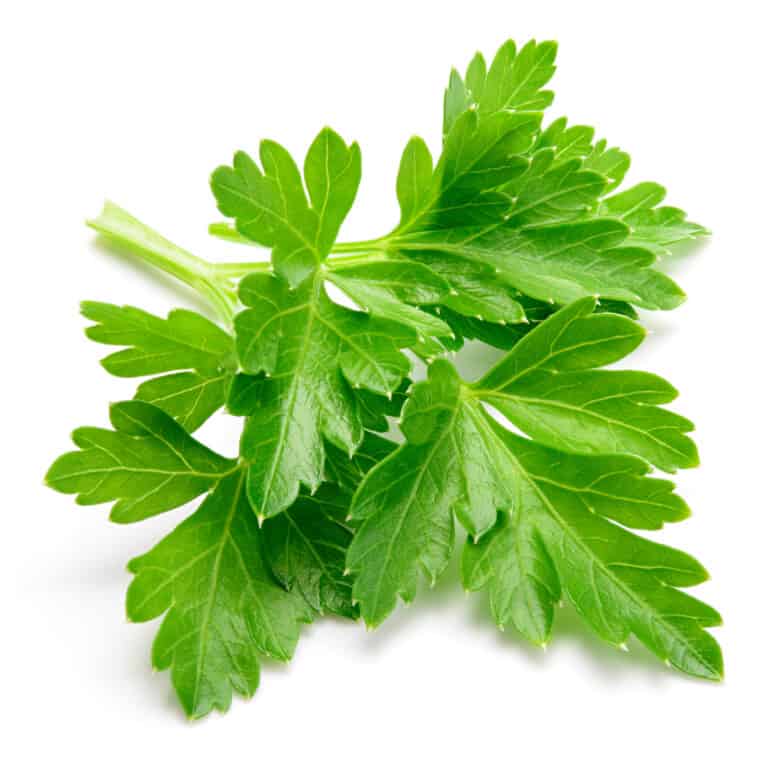 Parsley on white background