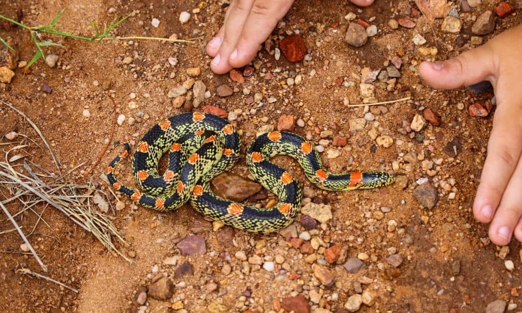 Long-nosed Snake Rhinocheilus lecontei