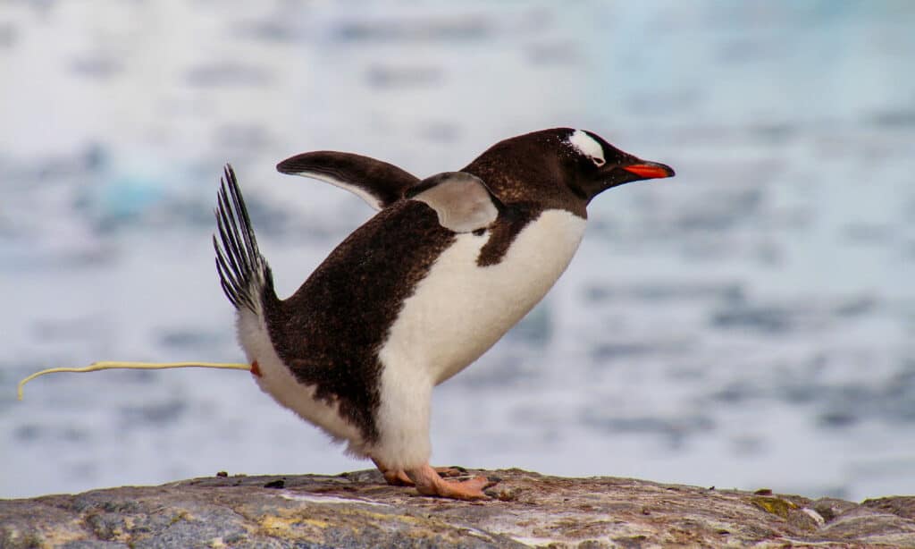  penguin poop