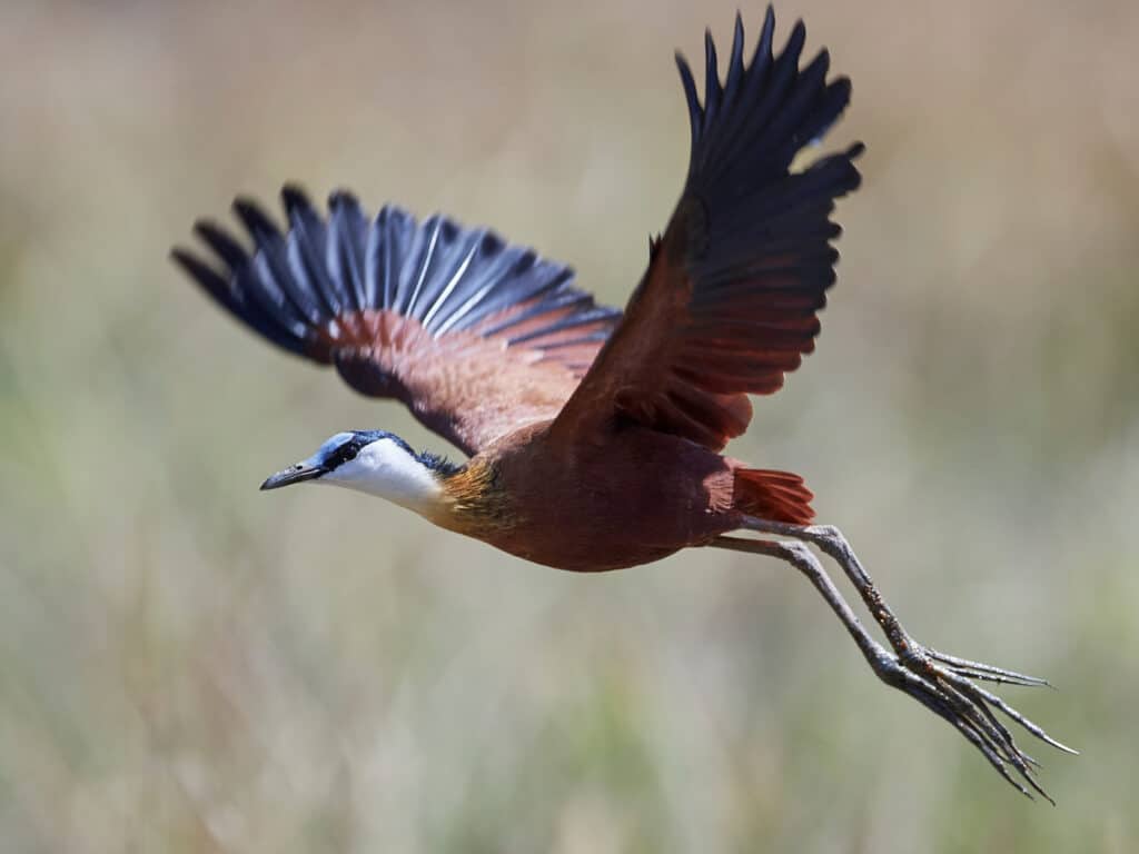 An African jacana flying