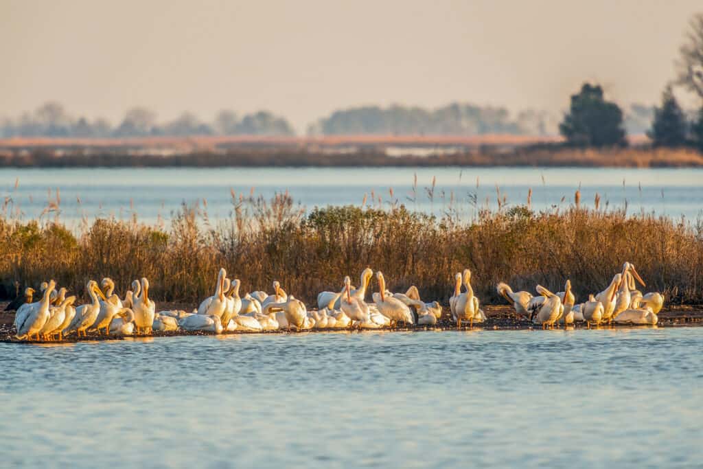 A Flock of pelicans in the water