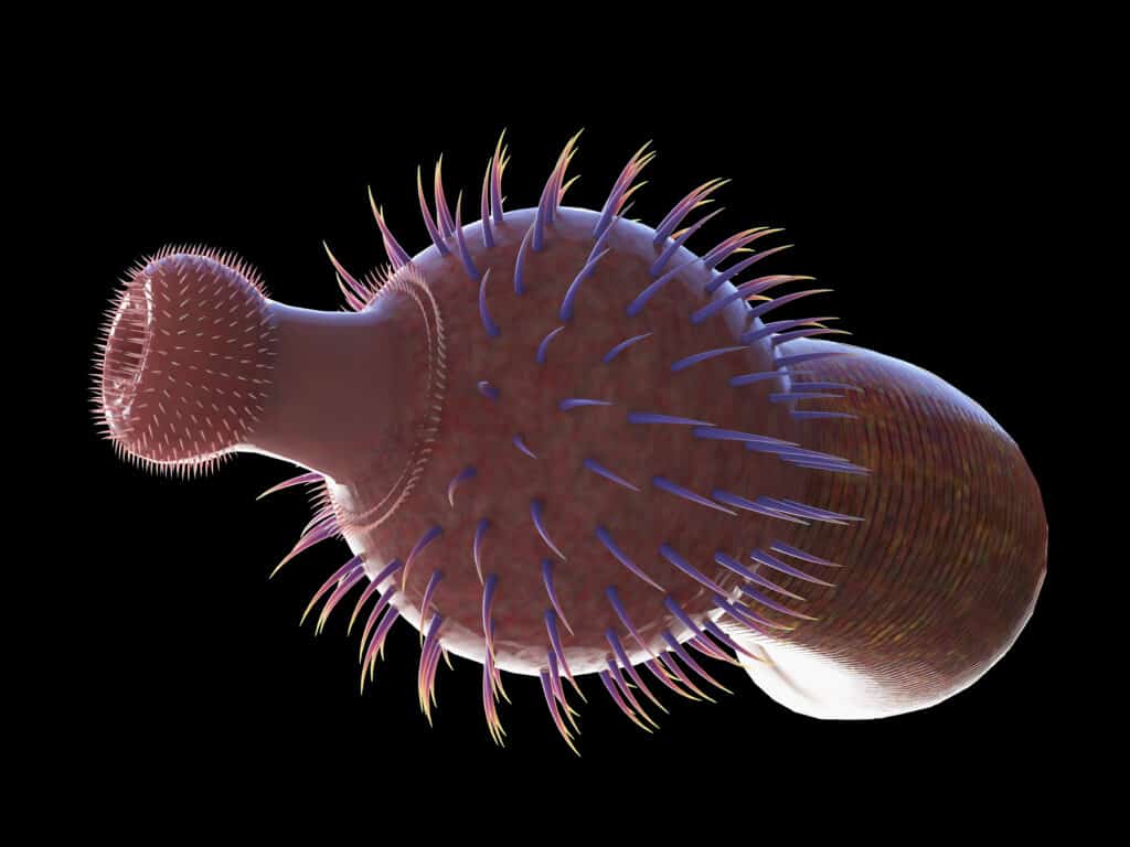 Ottoia was a prehistoric creature from the Cambrian period