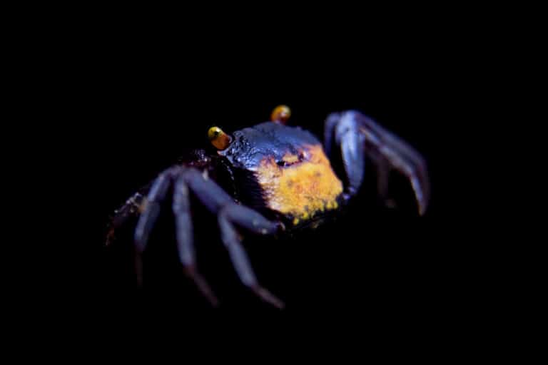 A back view of a vampire crab showing the yellow, bat-shaped marking on its shell