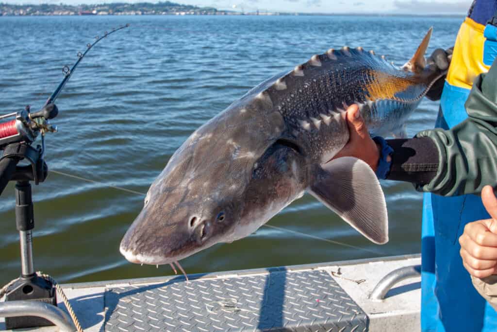 An image of a white Sturgeon species that has been caught on a boat. 