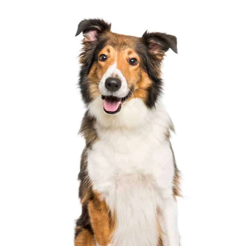 Scotch collie sitting isolated on white background