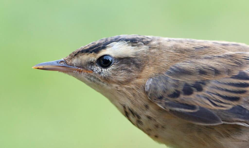 Head and shoulders of a juvenile sedge warbler against a blurred green background