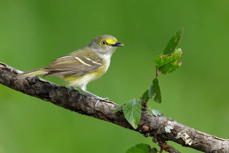 A white-eyed vireo sitting on a tree branch