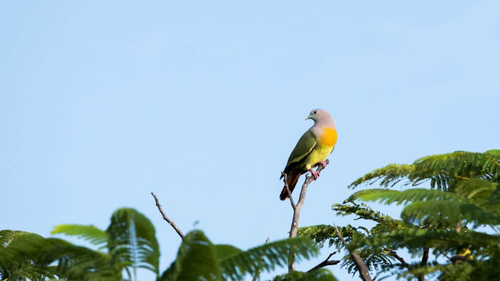 Male pink-necked green pigeon perched on a branch against a cloudless blue sk