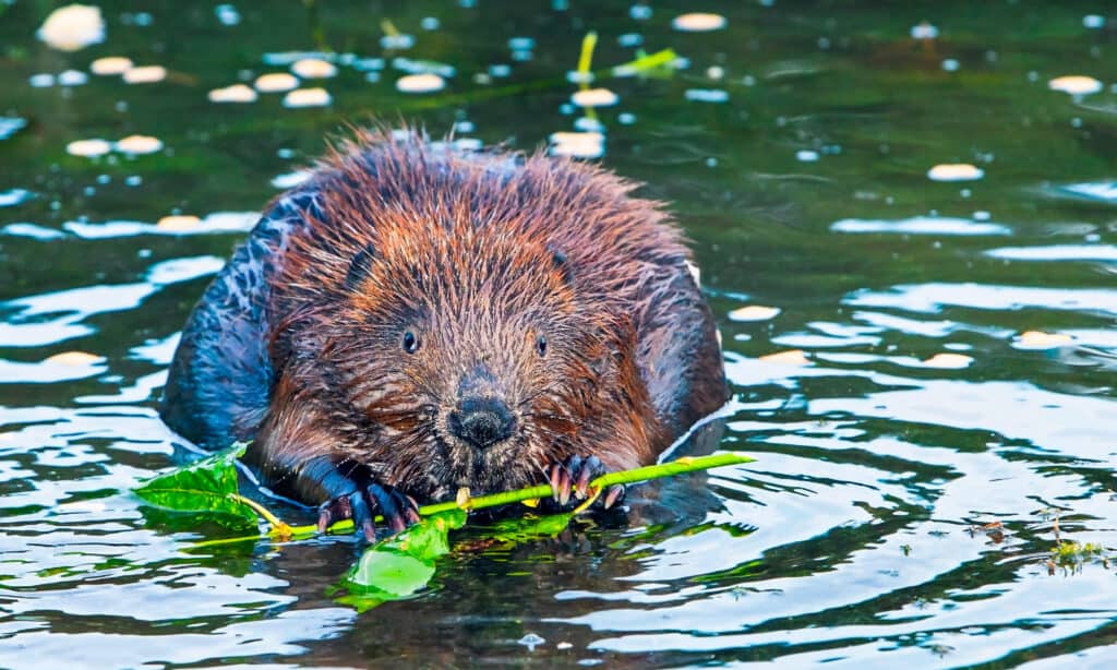 beaver eat