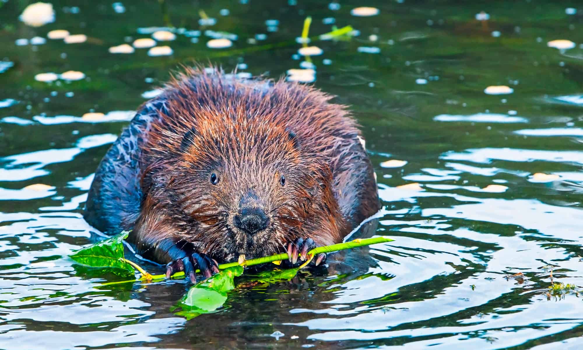 beaver-poop-everything-you-ve-ever-wanted-to-know-a-z-animals