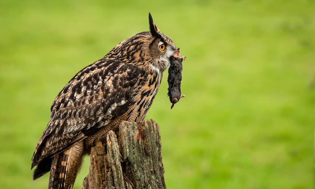 mole in its beak