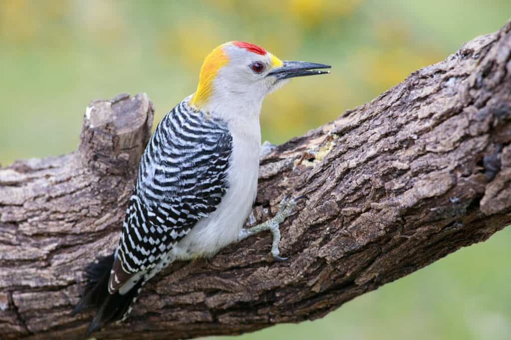 Golden fronted woodpecker