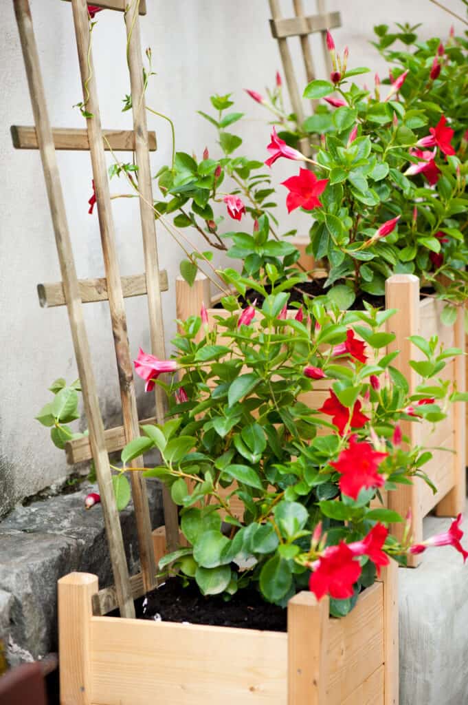 Mandevilla grown on trellis