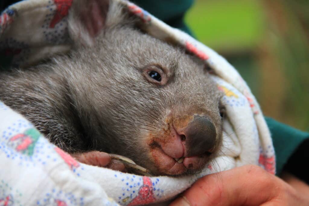 Baby wombat