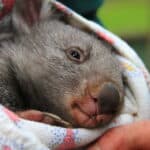 Baby wombat in the arms of a carer