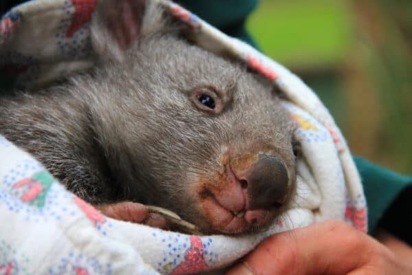 Baby wombat in the arms of a carer