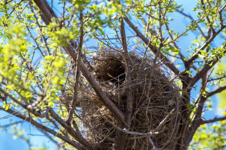 A football-shaped cactus wren nest in a tree