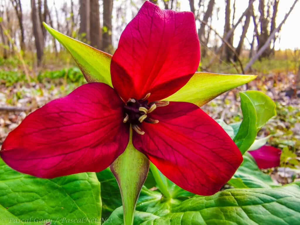 Red trillium is a small perennial flower
