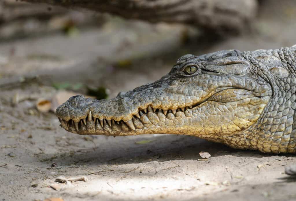 West African crocodiles