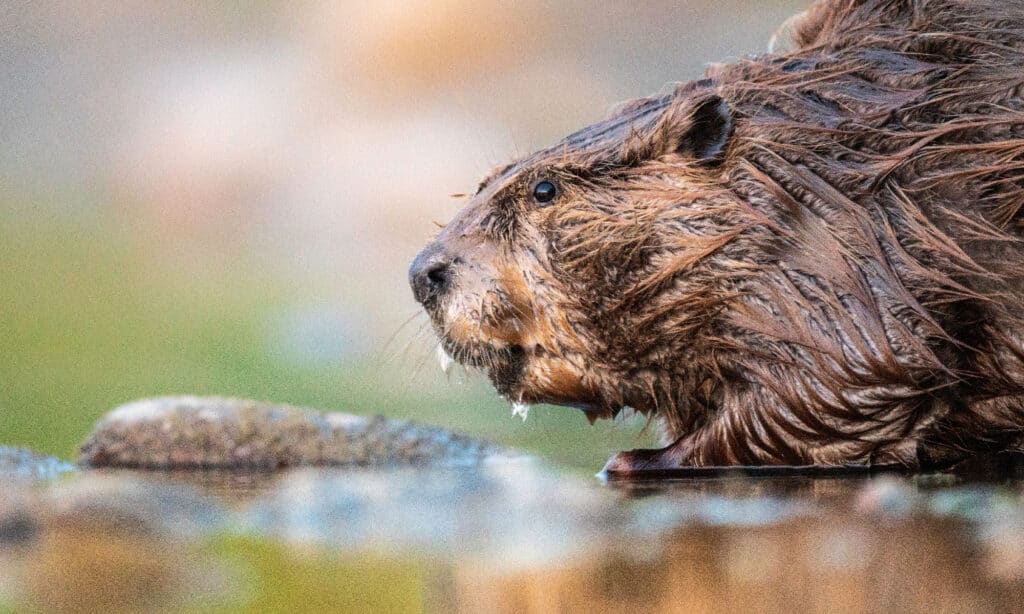 new york animal beaver