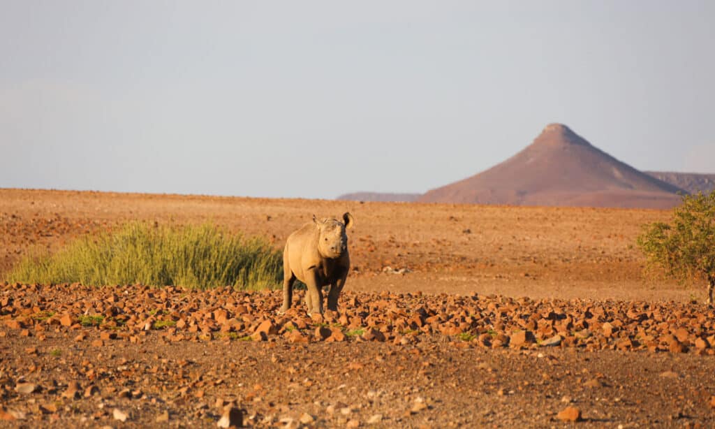 rhinocéros du désert