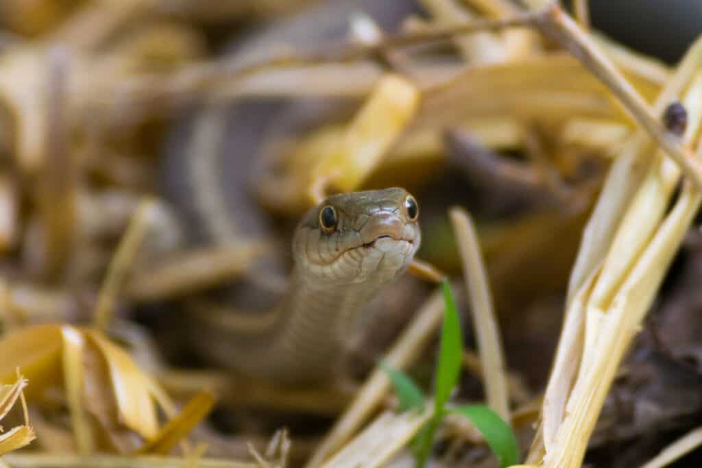 A Western Territorial Garter Snake
