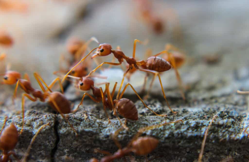 Red imported fire ants (Solenopsis invicta)