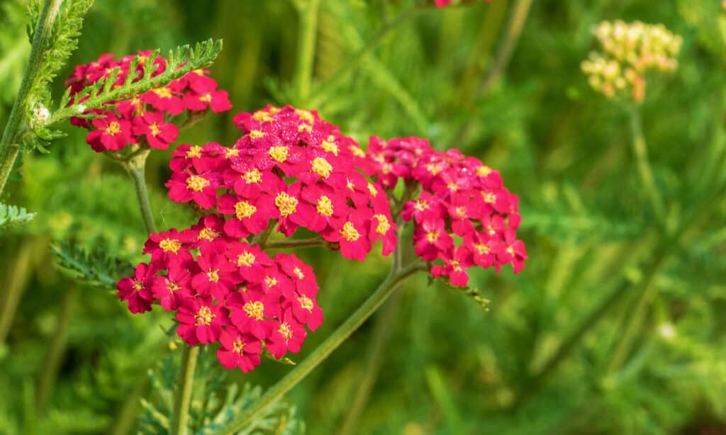 Paprika Yarrow