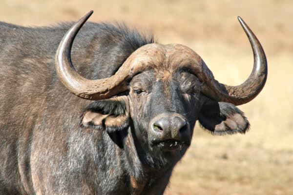 The Cape Buffalo of Africa