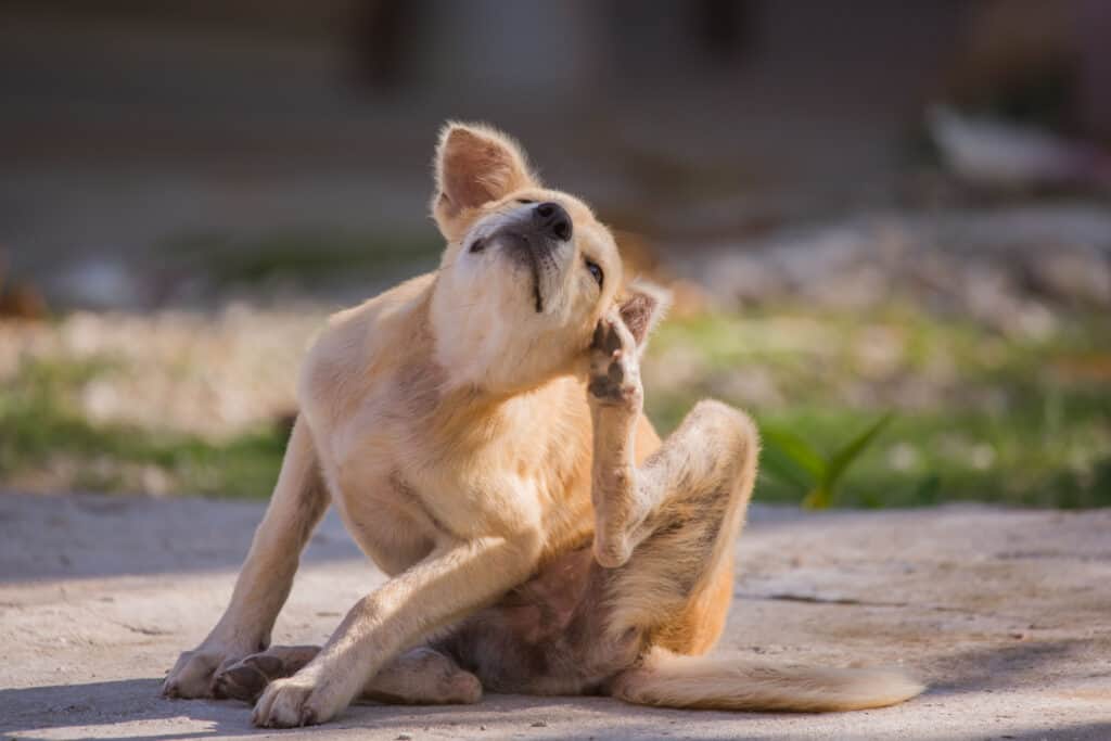 dog scratching itself