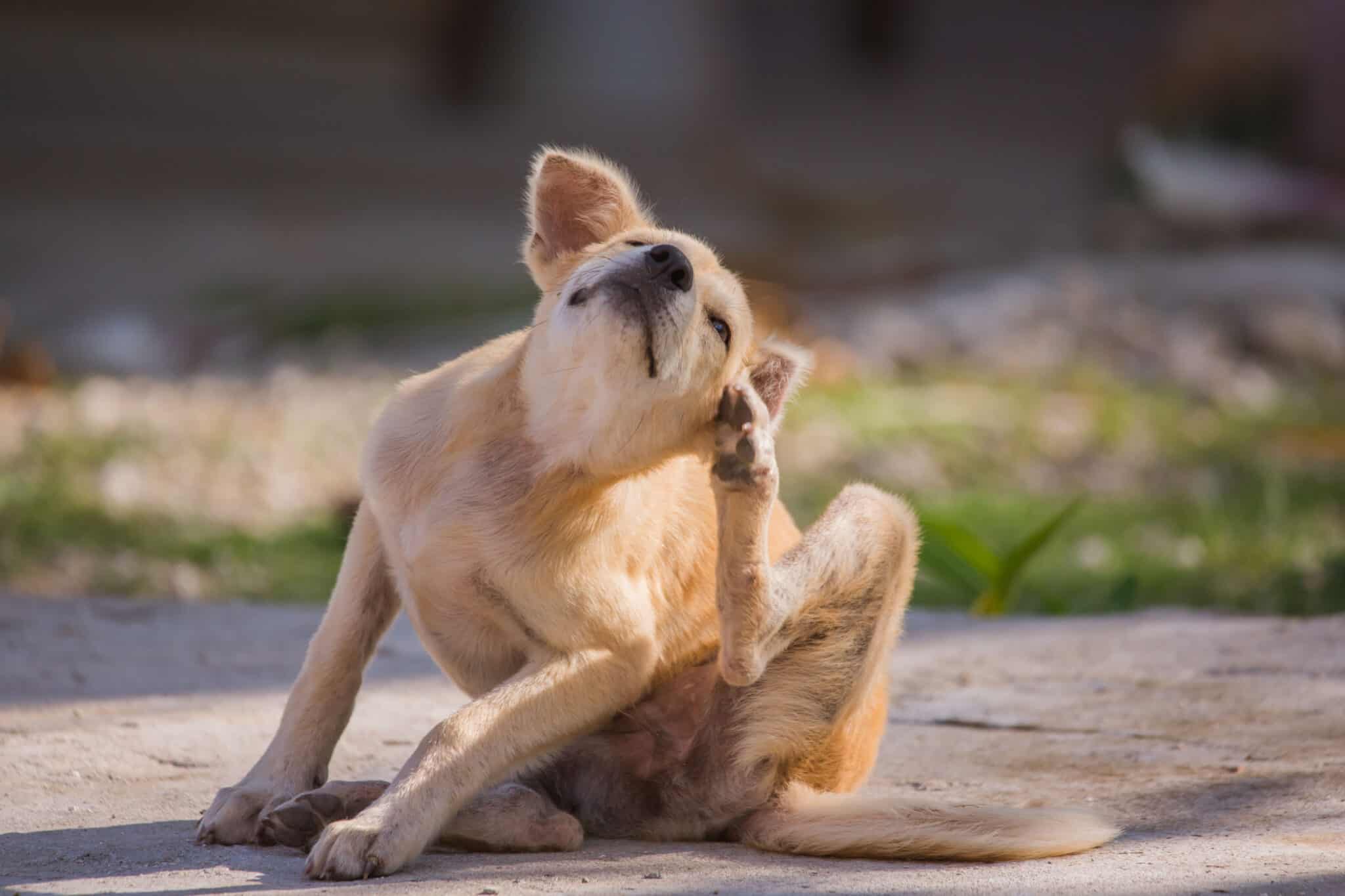 How to Spot Early Stage Mange in Dogs (With Pictures) - A-Z Animals