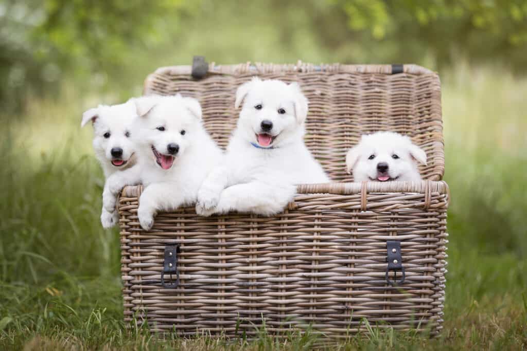 Four Berger Blanc Suisse puppies in a basket in a field
