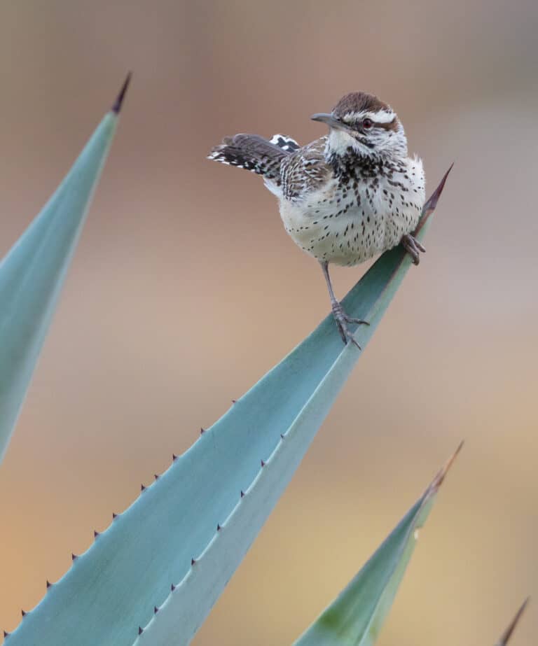 A cactus wren perched on the tip of an aloe leaf