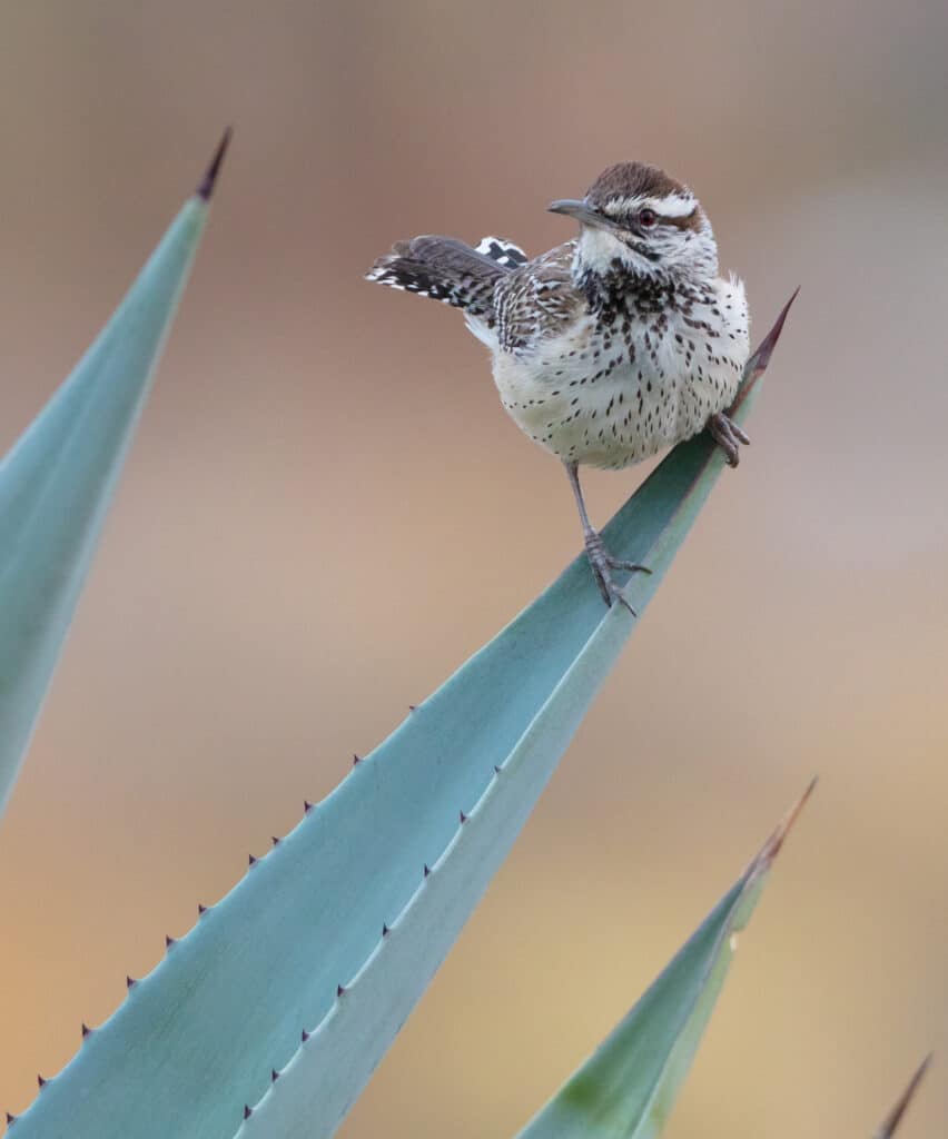 A cactus wren perched on the tip of an aloe leaf