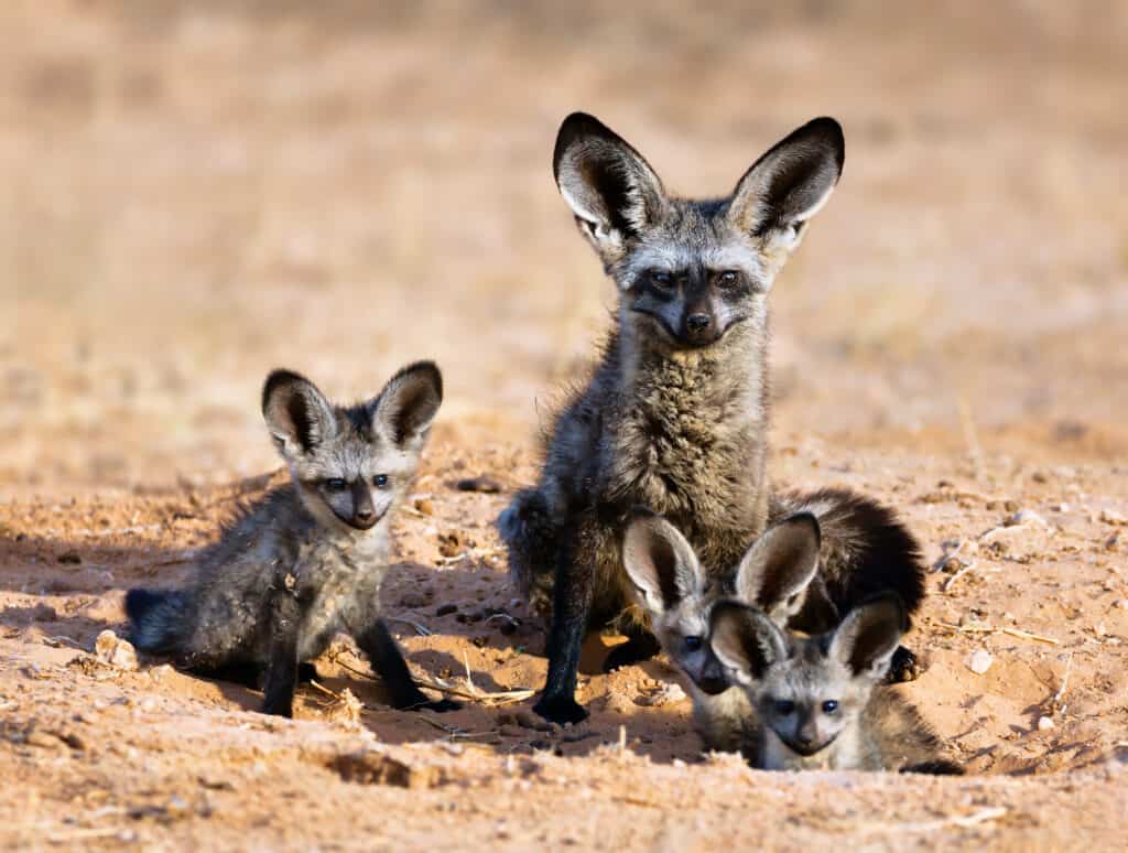 A family of bat-eared fox pups at the entrance to their den