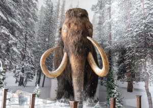 7 Extinct Ice Age Animals  Picture