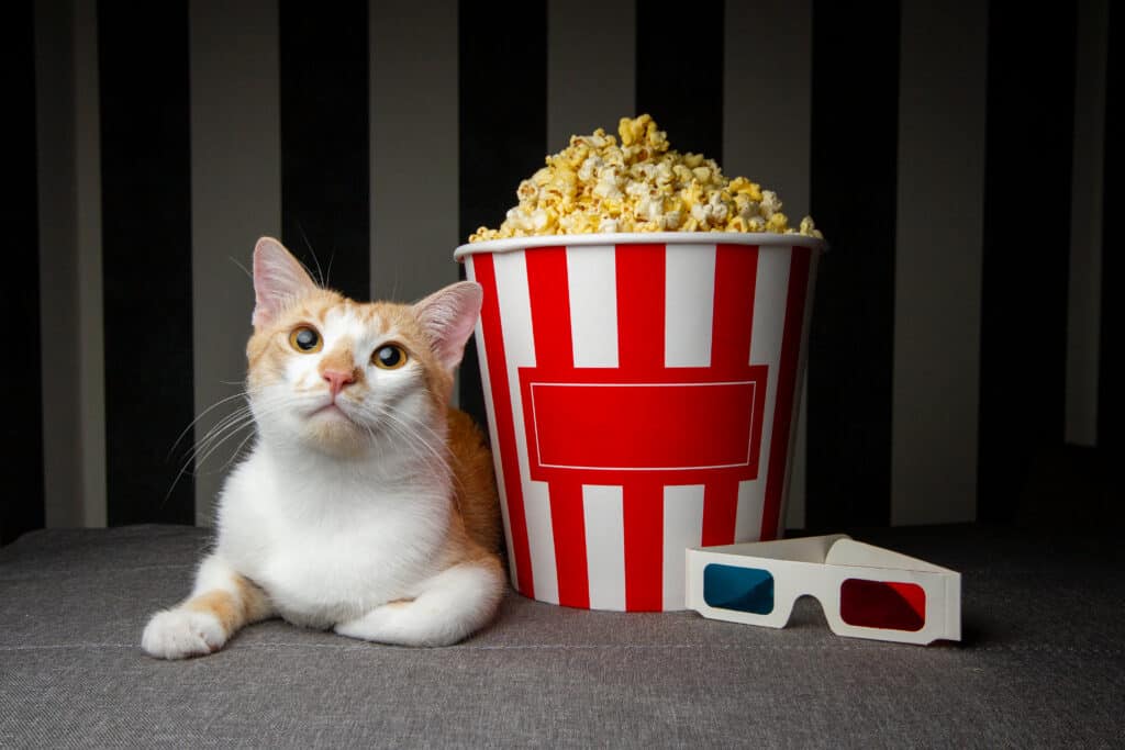 Cat next to popcorn and 3D glasses