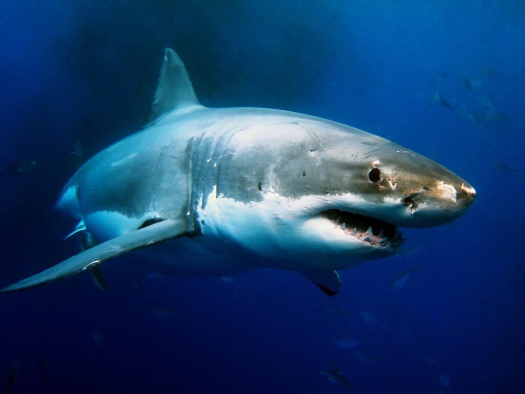 great white shark has a speed advantage