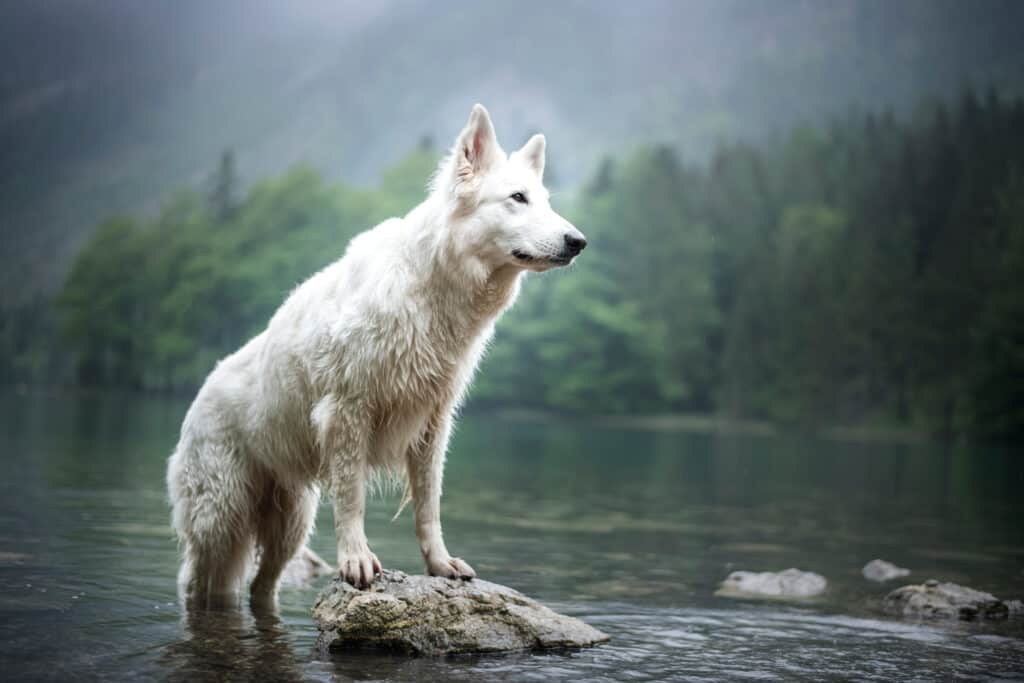 Berger Blanc Suisse standing on a rock in a river with blurred conifer trees in the background