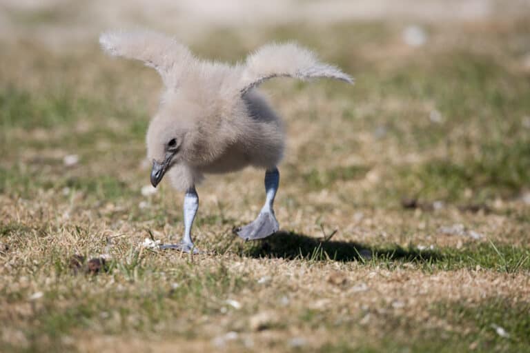 A brown skua chick spreads its wings on a sandy spot