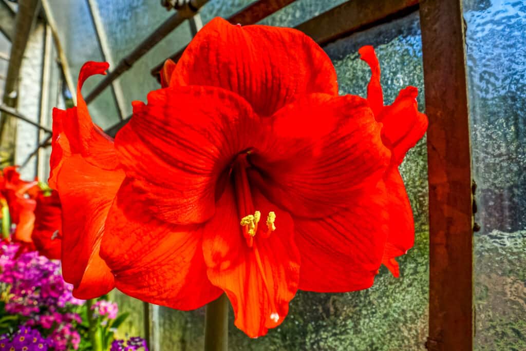 Everything you need to know about Hibiscus