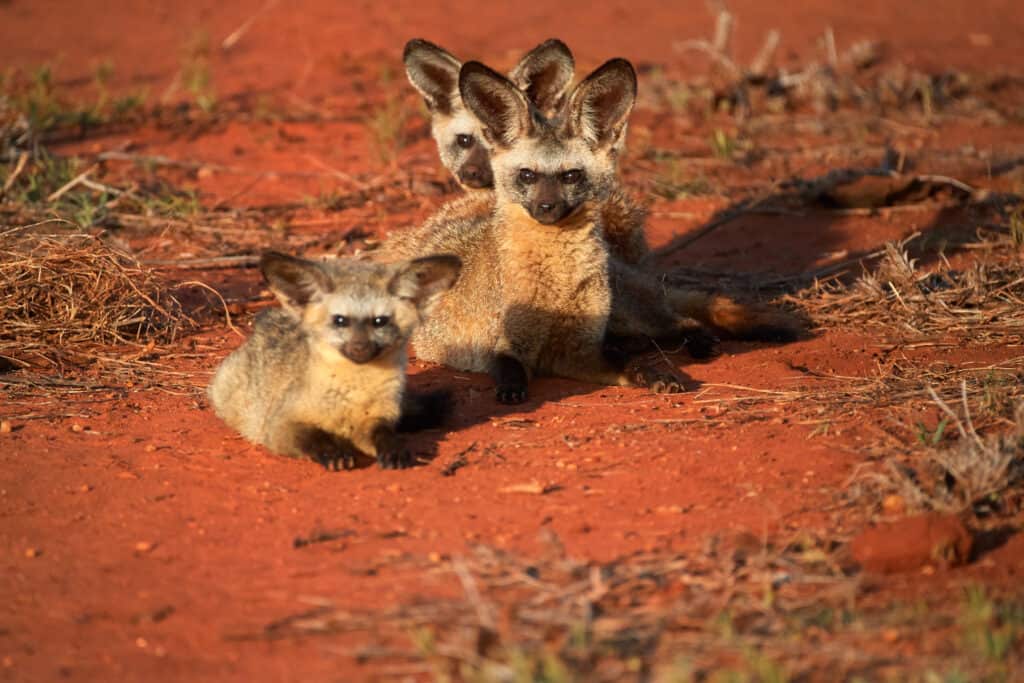 Three bat-eared fox kits near their den in Kenya